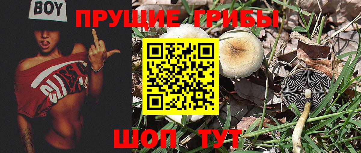 Псилоцибиновые грибы прущие грибы Воронеж